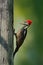 Lineated woodpecker, Dryocopus lineatus, sitting on branch with nest hole, bird in nature habitat, Costa Rica. Woodpecker from Cos
