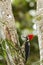 Lineated Woodpecker - Dryocopus lineatus sitting on tree in tropical mountain rain forest in Costa Rica, big woodpecker, red beak