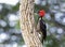 Lineated Woodpecker female Dryocopus lineatus Costa Rica