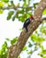 Lineated Woodpecker on tree