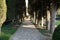 A lined avenue with huge cypresses on the sides, leading to the entrance to the hotel complex