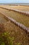 Lined of bamboo protector in Mangrove forest