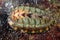 Lined Chiton - Tonicella lineata