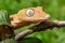 Lined flat-tail gecko