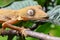 Lined flat-tail gecko