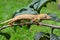 Lined flat-tail gecko