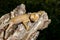 Lined leaftail gecko, marozevo