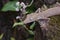 Lined leaftail gecko (Uroplatus), madagascar