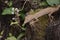 Lined leaftail gecko (Uroplatus), madagascar