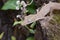 Lined leaftail gecko (Uroplatus), madagascar