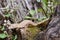 Lined leaftail gecko (Uroplatus), madagascar