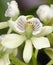 Lined Petal Prosthechea Orchid