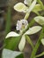 Lined Petal Prosthechea Orchid