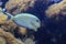 Lined surgeonfish