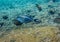 Lined surgeonfish in Red sea