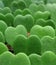 Lined up Green Hoya Kerrii or Lucky-Heart Plants