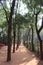 Lined up trees inside Auroville in Puducherry, India