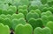 Lined up vibrant green Lucky-Heart or Hoya Kerrii plants, closed up