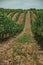 Lined vines going up the hill in a vineyard near Estremoz