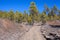 Lined with volcanic stones hiking trail passing in coniferous forest among pieces of lava. The road to the lunar landscape. Teneri