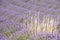 Lines of blooming lavender field and a bunch of blond colored herbs