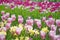 Lines of colorful tlups in spring, blurred background