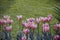 Lines of colorful tulps in spring garden