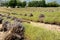 Lines of cut lavenders in harvested fields with bunches of cut flowers. Trees and mountains in the background.