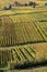 Lines in a landscape of Alsace vineyards