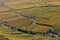 Lines in a landscape of Alsace vineyards