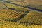 Lines in a landscape of Alsace vineyards