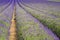 Lines in lavender field landscape