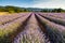 Lines of lavender near Saignon, Provence, Fran