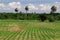 Lines of organic green plants crop on field and high palm trees