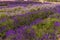 Lines of pink and purple lavender blooms in the village of Heacham, Norfolk, UK