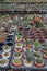 A lines of small cactuses in a pot at shop