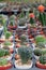 A lines of small cactuses in a pot on the table in the shop