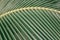 Lines and textures of Green Palm leaves. Macro shot sheet coconut palms