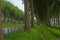 Lines of trees along Schipdonk canal between Bruges and damme