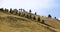 Lines of Trees on an Open Hillside