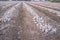 Lines of unearthed onions for dehydrated food industry
