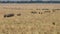 Lines of wildebeest on the annual migration in masai mara, kenya