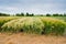 lines of winter barley, divided sectors demo plots of new varieties