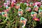 Lines of young succulent plant of Delosperma genus, with informative signs about flower color, some of them allready flowering.