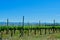 Lines of young vibrant vines in Somontano wine region, Aragon, Spain