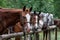 Lineup of horses tied up in the rain at wood hitching posts in Eastern Washington State, USA