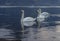 Lineup of three swans at the marina