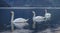 Lineup of three swans at the marina