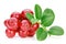 Lingonberries cowberries, foxberries isolated on the white bac