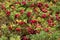 Lingonberries on a green and lush moss in boreal forest